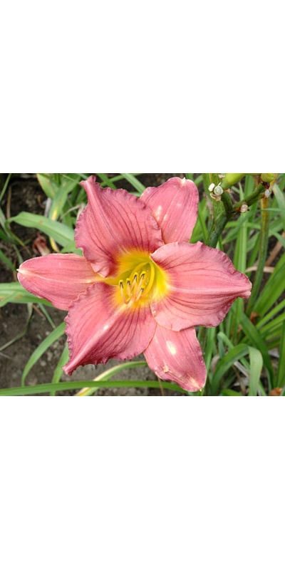daylilies: FANTASTIC ROSE