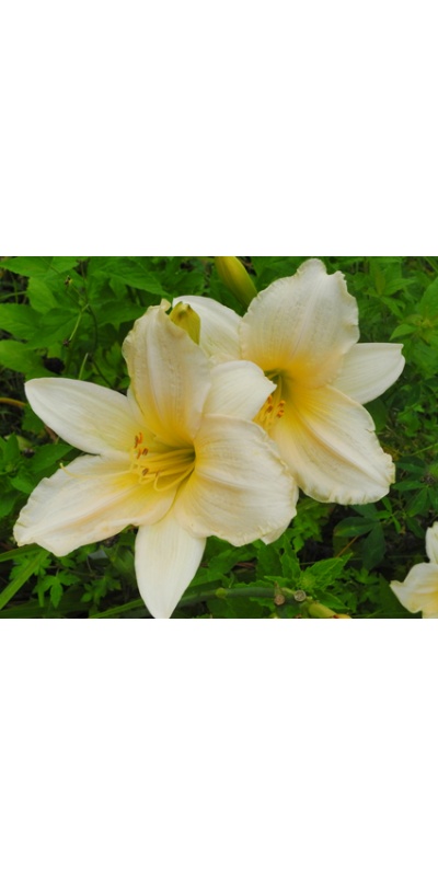 daylilies: ANGEL GOWN