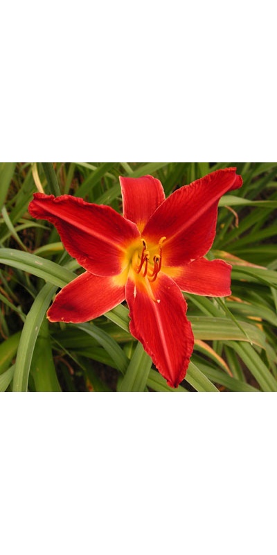 daylilies: FIRE QUEST (VT)