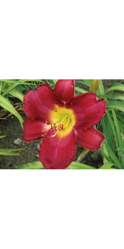 daylilies: FLORENTINE PRINCE