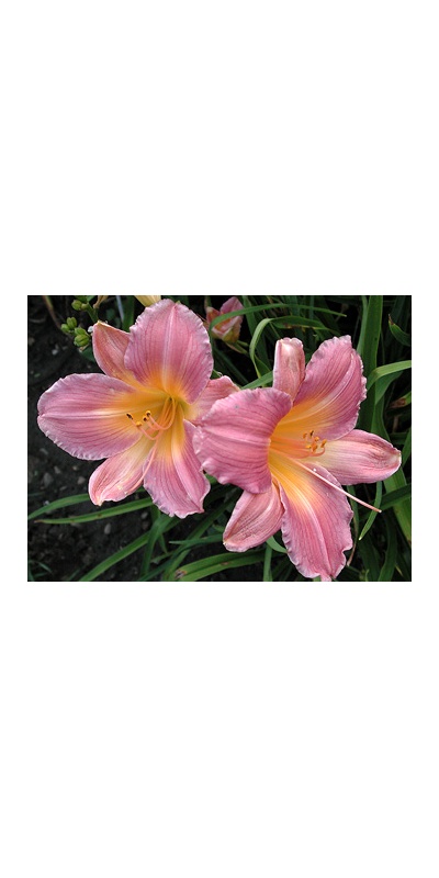 daylilies: FOGGY DEW (VT)