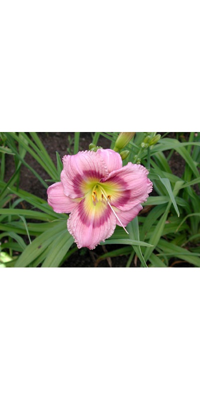 daylilies: FOOLISH FLING