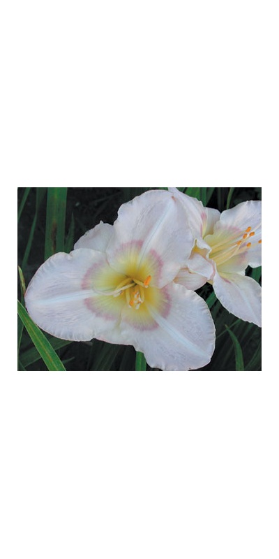 daylilies: FRANDEAN 