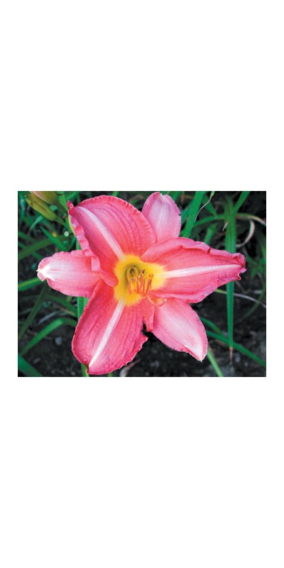 daylilies: FUCHSIA ROSE (VT)