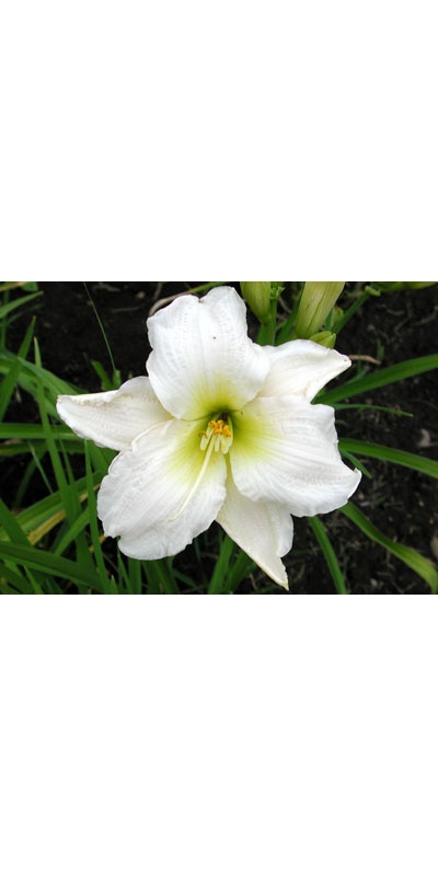 daylilies: GENTLE SHEPHERD