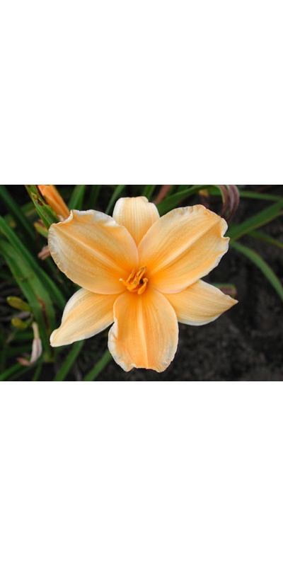 daylilies: GOLD 'N GOLD (VT)