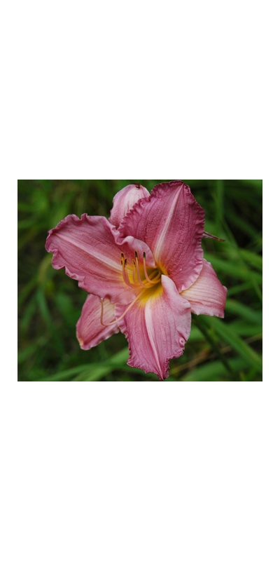 daylilies: GRAND WAY