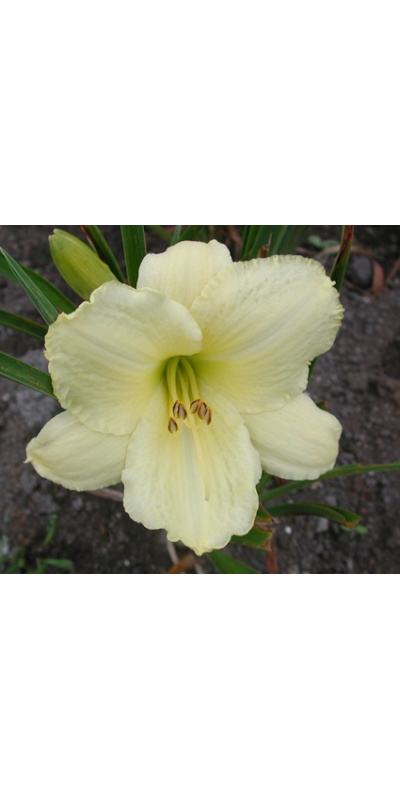daylilies: GREAT CONNECTIONS