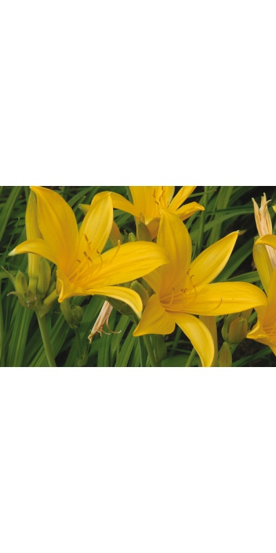 daylilies: H. midd 'Japan Hybrid' green br