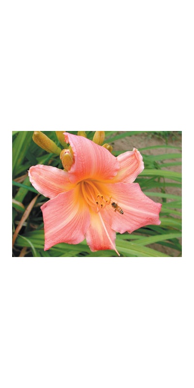 daylilies: HALL OF FAME