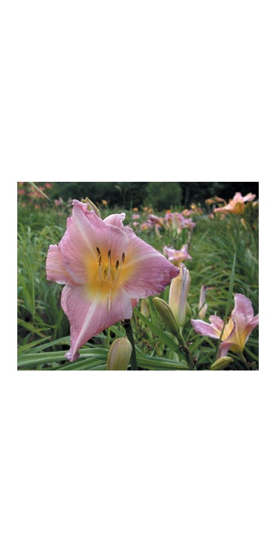 daylilies: ANWYN (VT)