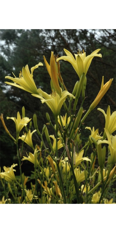 daylilies: H. altissima