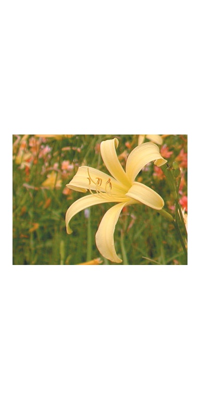 daylilies: H. citrina var. vespertina