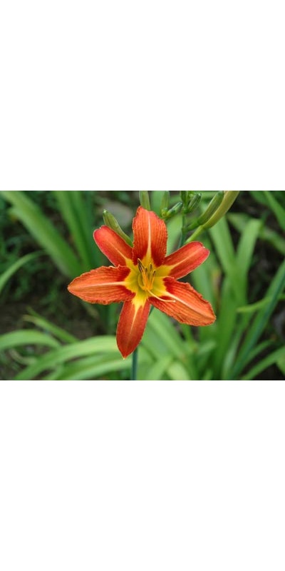 daylilies: H. fulva