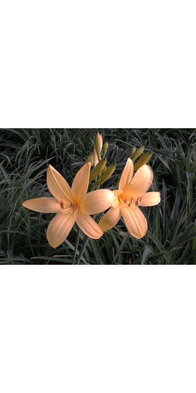 daylilies: H. lilioasphodelus (flava)