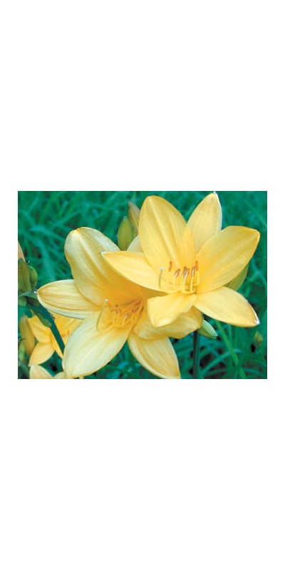 daylilies: H. middendorfii