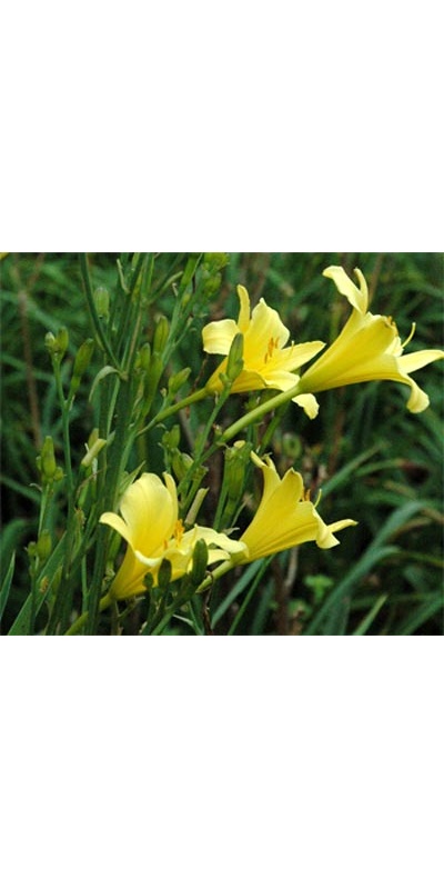 daylilies: H. multiflora