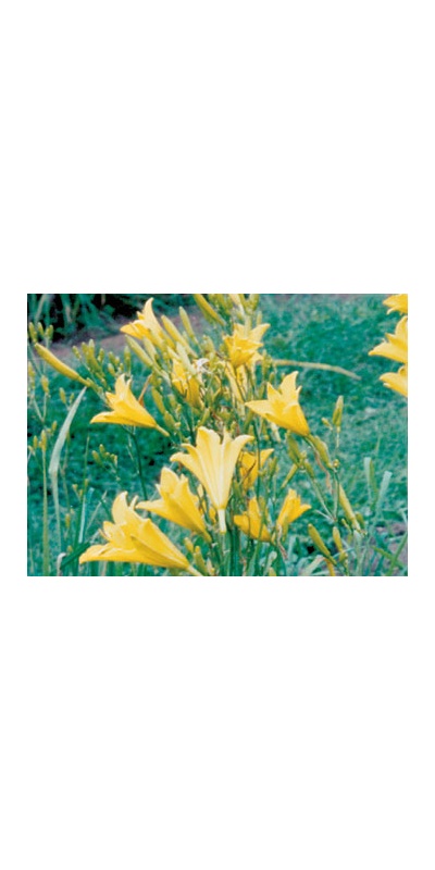 daylilies: H. multiflora type