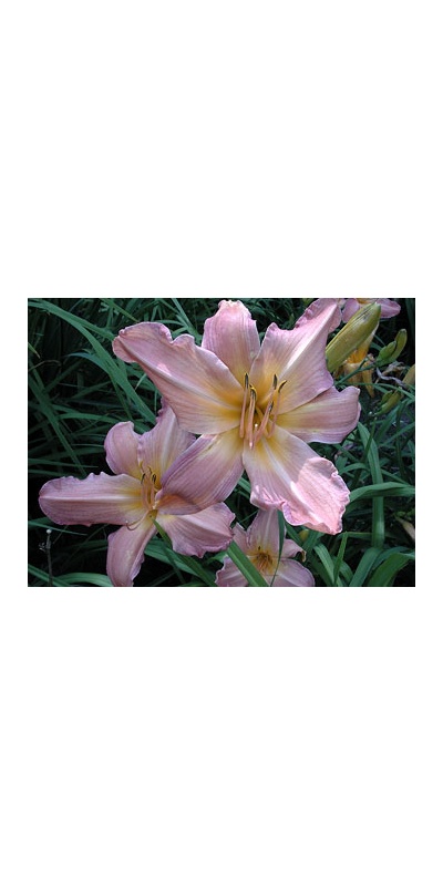 daylilies: APPLE BLOSSOM (VT)