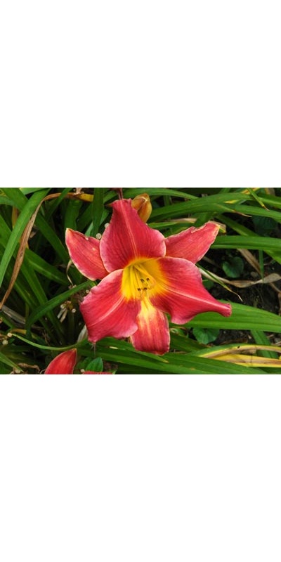 daylilies: HIGH STEPPE (VT)