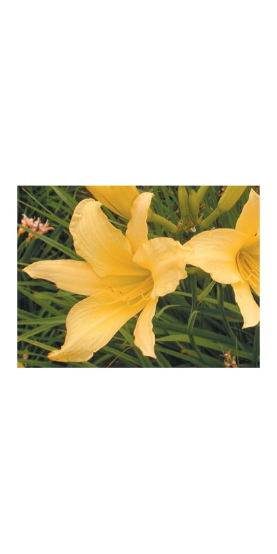 daylilies: HYPERION (original)