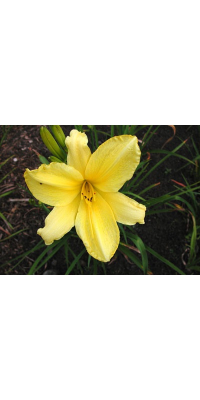 daylilies: HYPERION ELITE