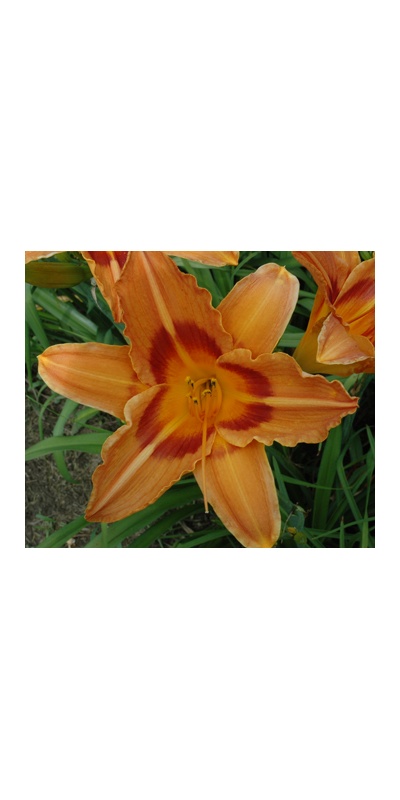 daylilies: INDIAN RIVER