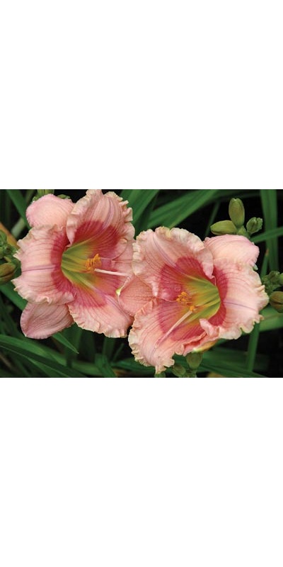 daylilies: JANICE BROWN