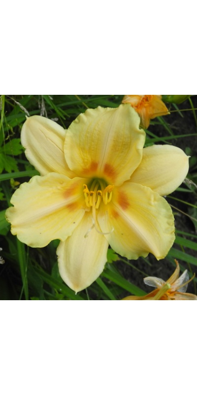 daylilies: JOYFUL RETURN