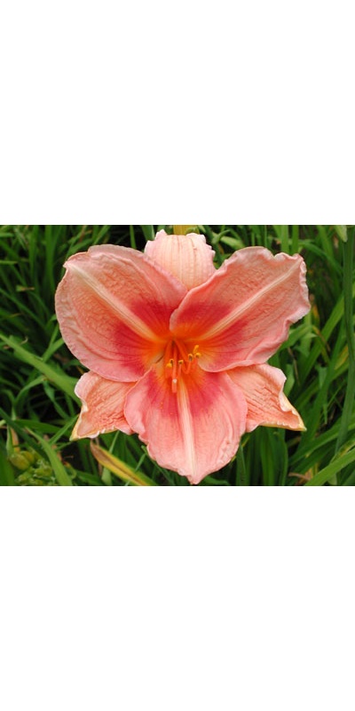 daylilies: JULIE PETERS