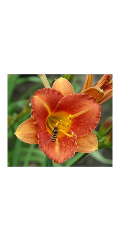 daylilies: JUSTIN GEORGE
