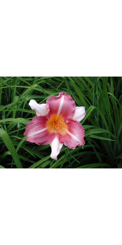daylilies: KAREN SUE
