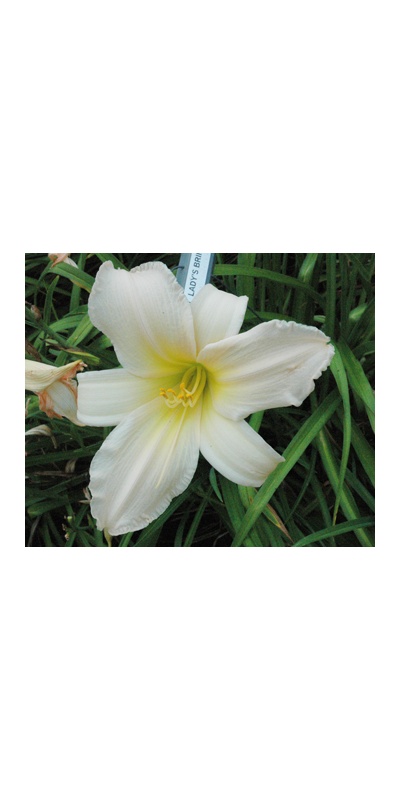 daylilies: LADY'S BRIM