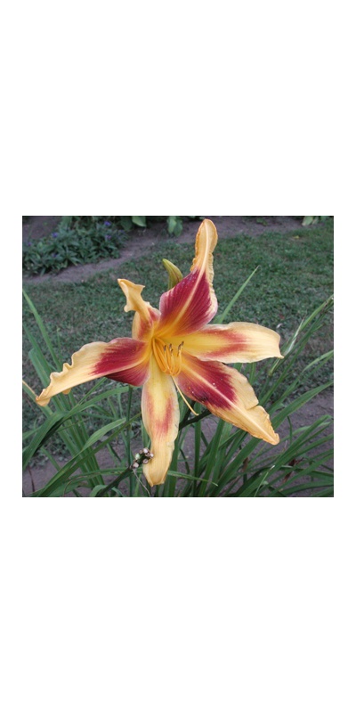 daylilies: LADY NEVA