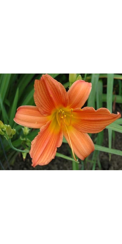 daylilies: LAVA (VT)