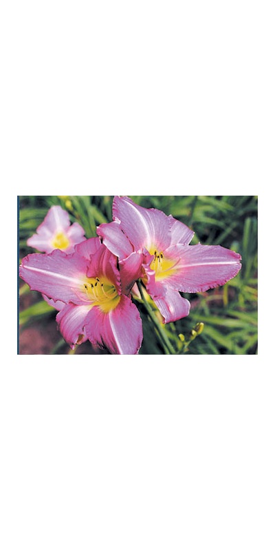 daylilies: LAVENDER ACCENT