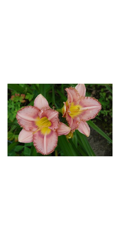 daylilies: LAVENDER ARISTOCRAT