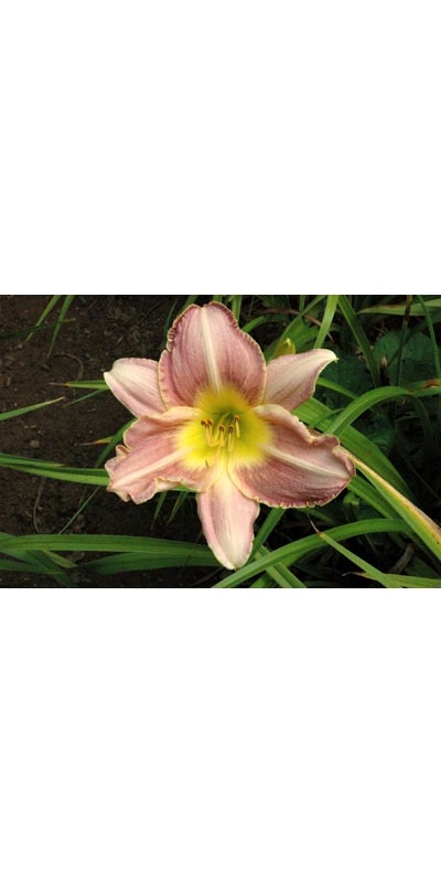 daylilies: AUBERGINE DELIGHT