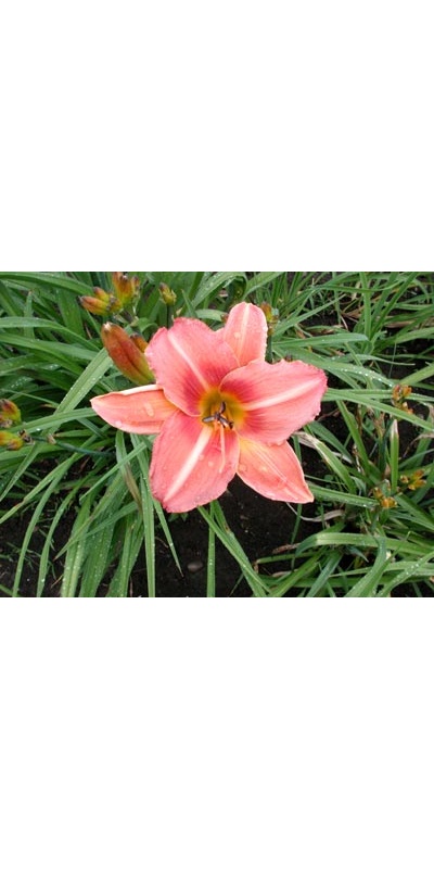 daylilies: LIGHTNING BUG (VT)
