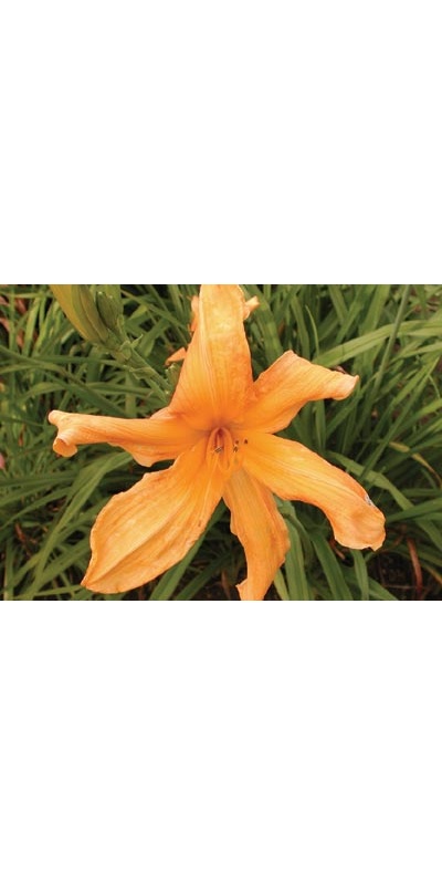 daylilies: LILY DACHE