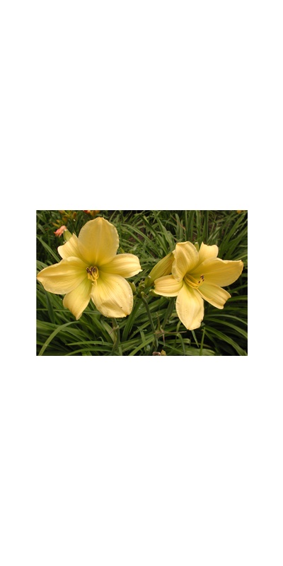 daylilies: LIME D. DRAGON (VT)