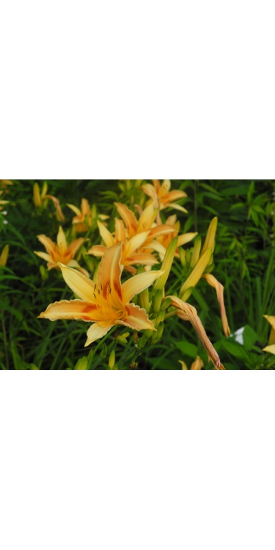 daylilies: Linda