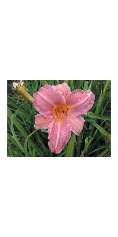 daylilies: LING ROSE (VT)