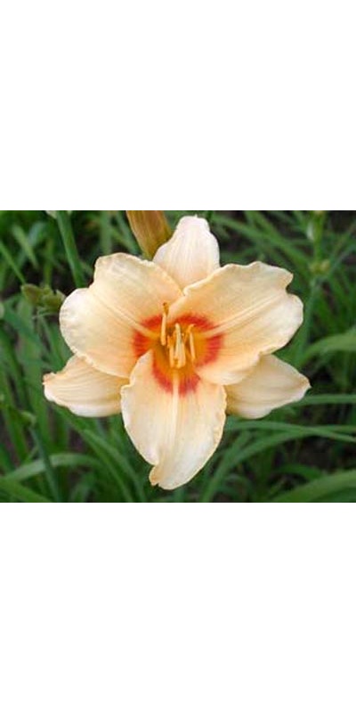 daylilies: LITTLE AUDREY