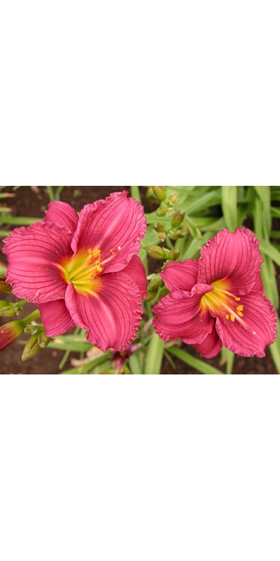 daylilies: LITTLE GRAPETTE