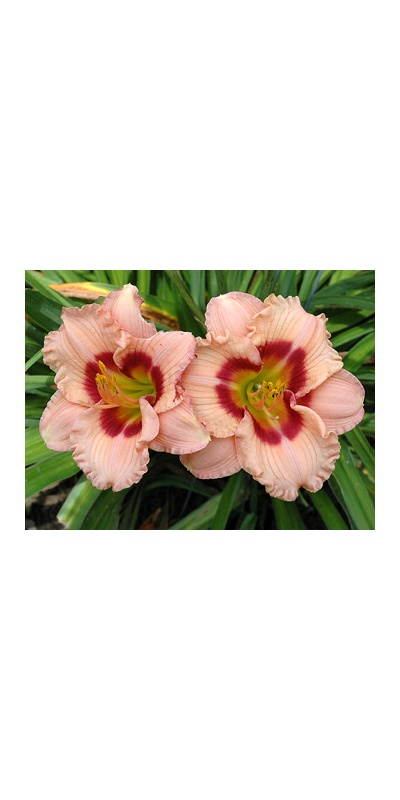 daylilies: LITTLE PLEASURE
