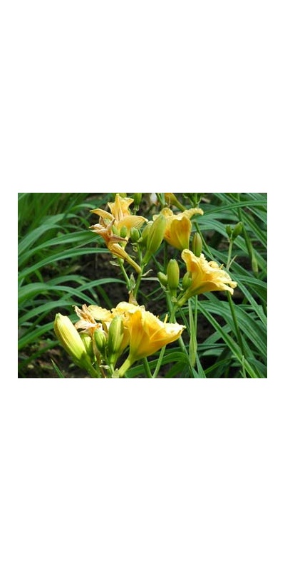 daylilies: LITTLE PUMPKIN FACE