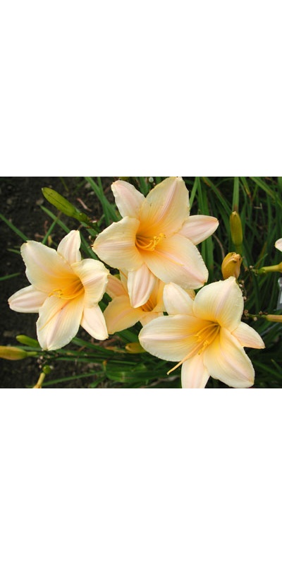 daylilies: LITTLE RAINBOW