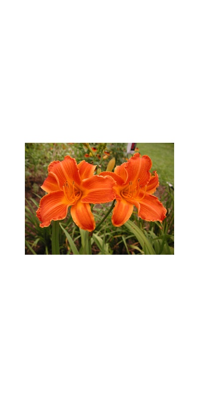 daylilies: AUTUMN FIRES (VT)