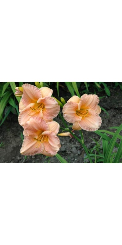 daylilies: LITTLE ROSY CLOUD